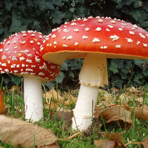 Fliegenpilz