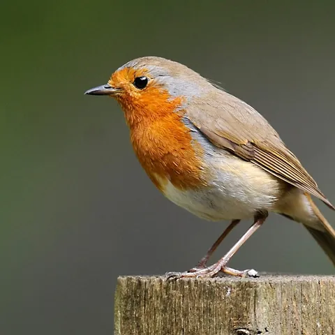 Rotkehlchen